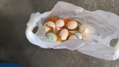彰化疑慮蛋品流入台中 中市衛生局立即稽查並當場銷毀