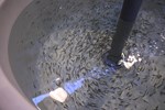 盧市長關心櫻花鉤吻鮭保育成效--TSAI (29)