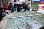 盧市長關心櫻花鉤吻鮭保育成效--TSAI (49)