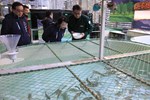盧市長關心櫻花鉤吻鮭保育成效--TSAI (51)