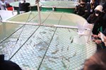 盧市長關心櫻花鉤吻鮭保育成效--TSAI (63)