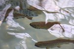 盧市長關心櫻花鉤吻鮭保育成效--TSAI (67)