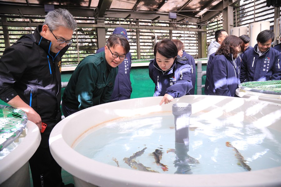 盧市長關心櫻花鉤吻鮭保育成效--TSAI (84)