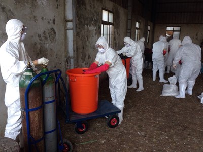 外埔區一家種鴨、肉鴨及雞混養場確診禽流感 動保處今撲殺完畢