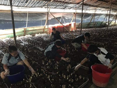 讓農業向下扎根 市府辦理農業暑期見習