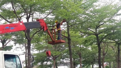 因應颱風豪雨 中市修剪萬株行道樹
