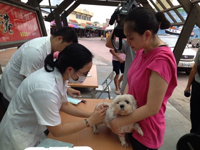 防範狂犬病      動保處於梧棲漁港辦理疫苗預防注射工作