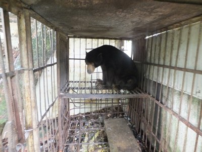 飼主無力飼養馬來熊 市府協請屏科大收容中心照養