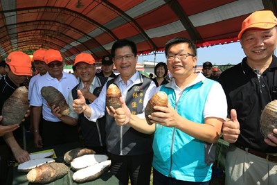 大甲芋頭節登場 市府推動多項農業政策照顧農民、吸引青年返鄉