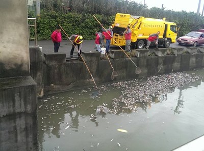 霸王寒流來襲導致魚群凍死暴斃 環保局持續清理