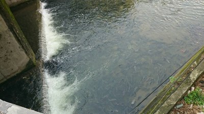 潮洋溪水質狀況尚佳 無魚群死亡情形