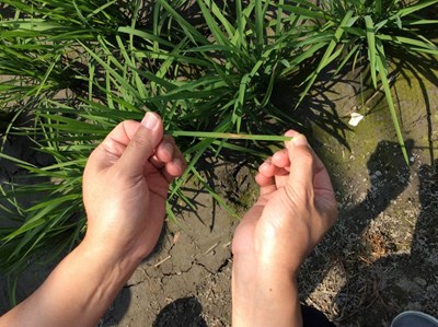 稻田抽穗期    農業局籲提早防治預防穗稻熱病