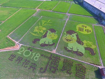 為花博暖身 大甲可愛小馬彩繪稻田亮麗登場