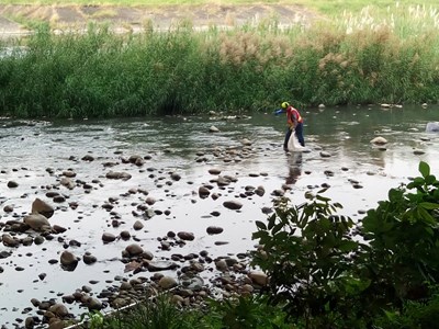 大里溪出現死魚 中市府清理並將稽查上游高汙染工廠