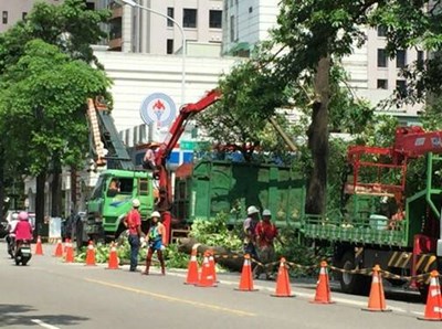 改善問題黑板樹 中市府優先移除6000棵