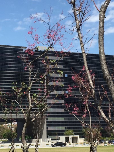 努力照顧2年 市政公園八重櫻開花了