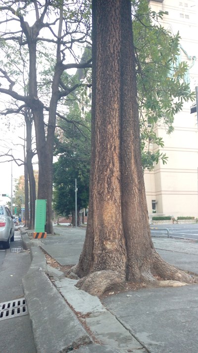 民眾質疑中清路分隔島砍樹 交通部公路總局:黑板樹浮根損道路 改種灌木並重鋪路面