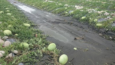 中市府統計農作物梅雨災損 協助農民復耕及受損救助申請