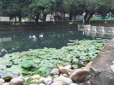 台中公園日月湖遭滅火器噴灑 建設局立即清除並種植蓮花淨化水質