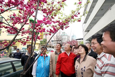 北屯區平昌里辦公處舉辦 愛戀平昌 賞櫻趣 活動