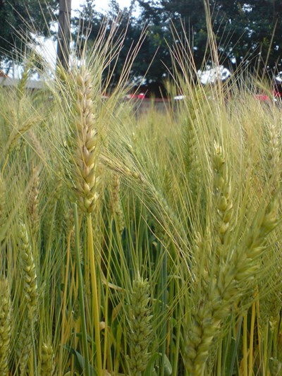 大雅區各界慶祝100年農民節暨小麥產業文化節「福氣好麥」活動