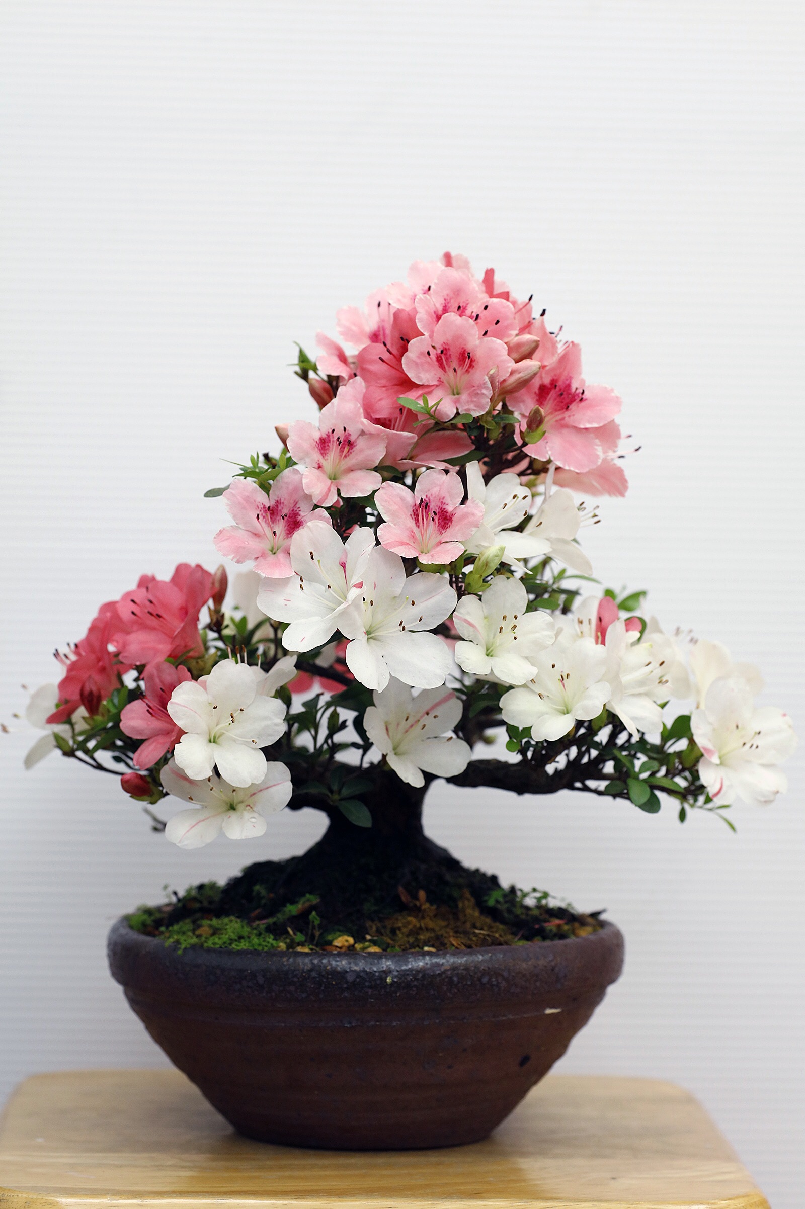 臺中市政府新聞局 市政新聞 Off 臯月杜鵑花季展3 31花博外埔園區開跑 臺中市政府新聞局 市政新聞 Off 臯月杜鵑花季展3 31花博外埔園區開跑