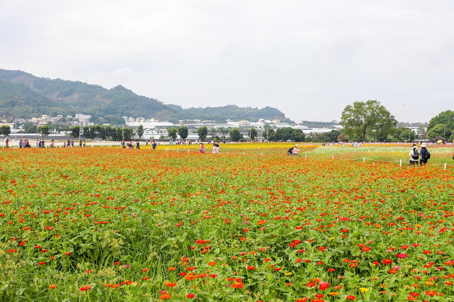 2020新社花海暨台中國際花毯節