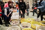 視察台中魚市場