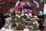 「豐原飄花香 茂美藝柑甜」111年度台中市花卉推廣暨柑桔產業行銷活動