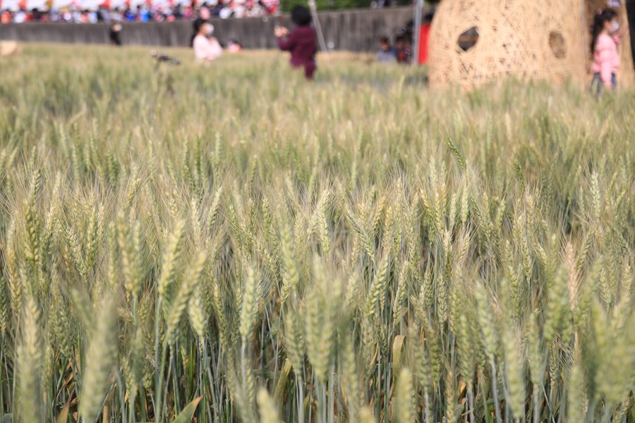 112年度大雅區小麥產業文化節『兔躍麥豐．卯起來玩』台中市農特產品展售暨農民節表揚大會活動TSAI (9)